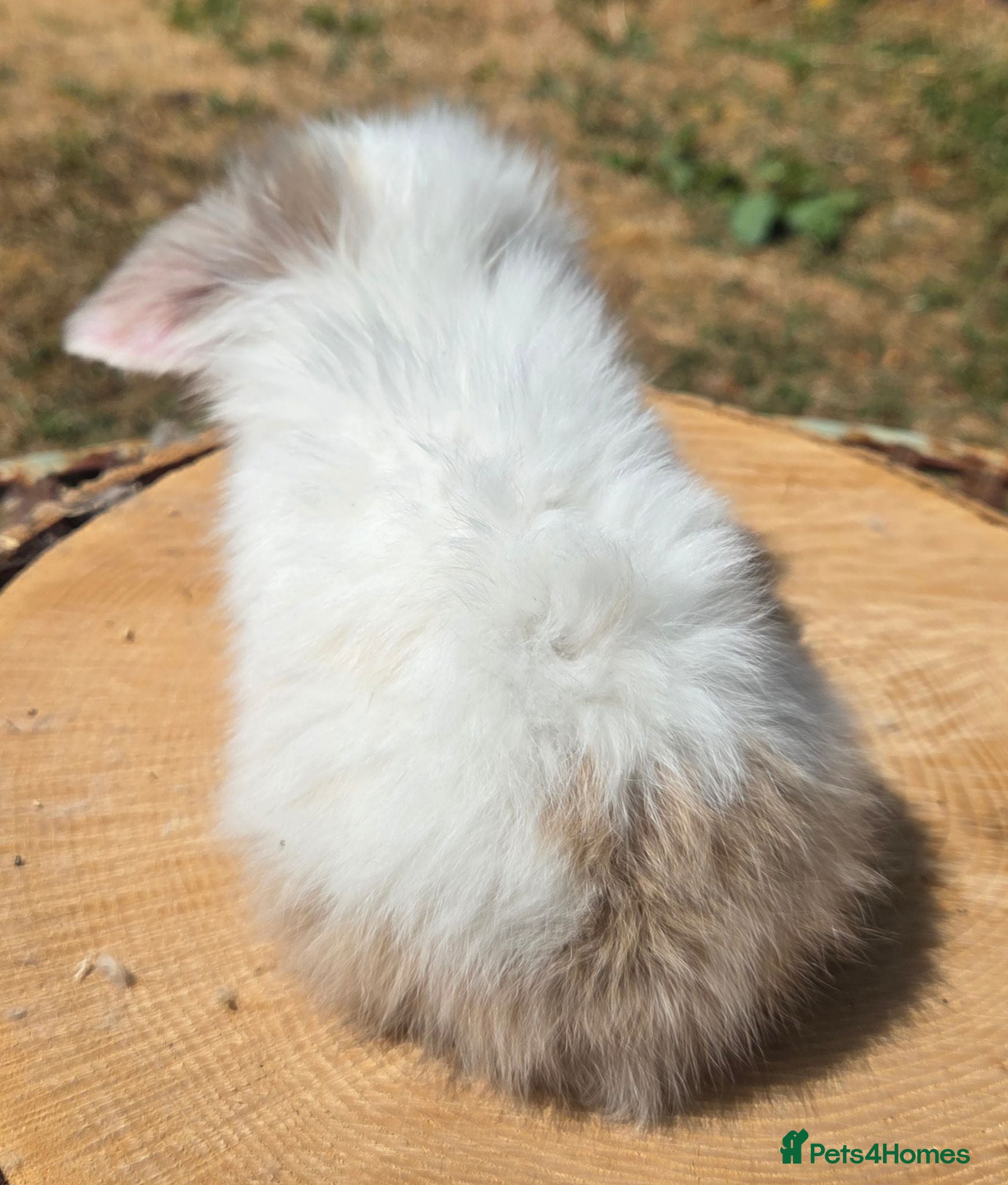 Angora rabbits  Super fluffy baby teddywidders  - Advert 2