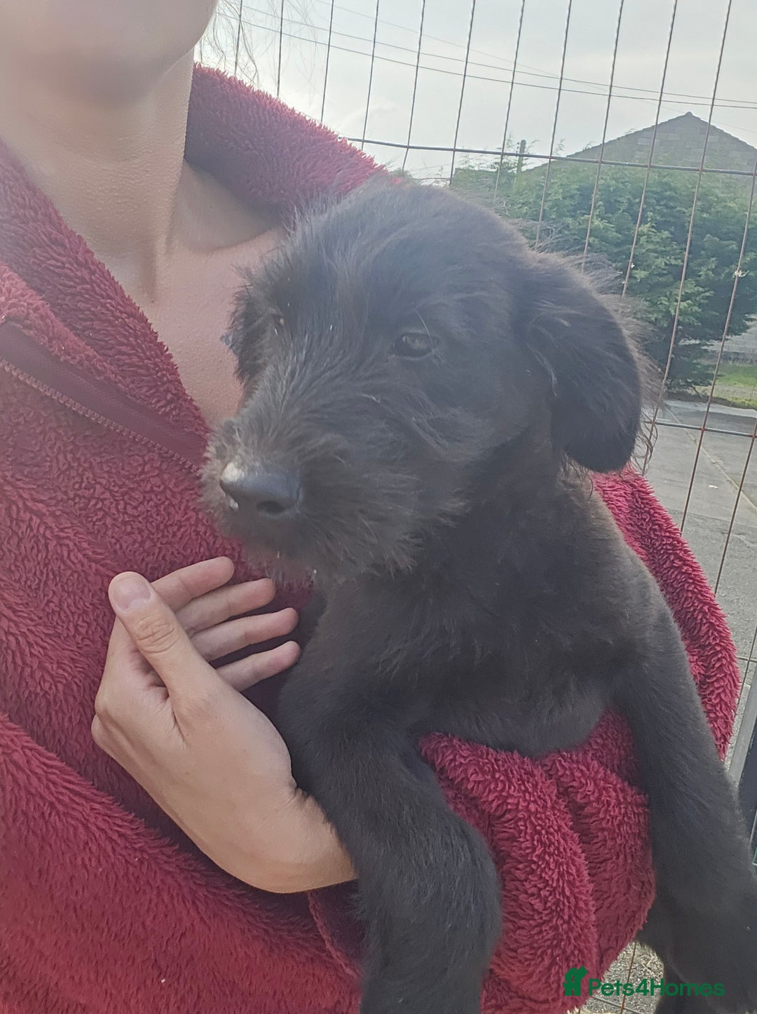 Mixed Breed dogs for sale: Giant Schnauzers x Caucasian shepherd  in Crook - Image 27