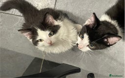 Mixed Breed cats for sale: Beautiful Playful Girl - Advert 4