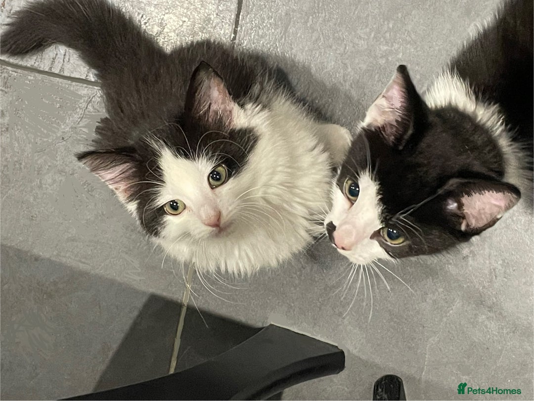 Mixed Breed cats for sale: Beautiful Playful Girl - Advert 4