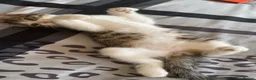 American Shorthair cats for sale: Cute non violent kitten  - Advert 4