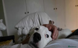 Mixed Breed dogs for adoption: Kira for adoption - Image 2