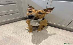 Mixed Breed dogs for sale: Hugo up for Adoption - Image 1