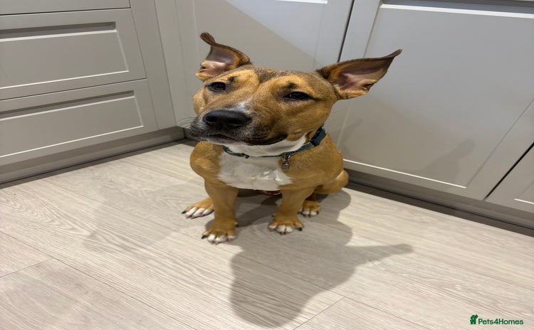 Mixed Breed dogs - Advert 3