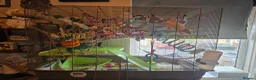 Rat rodents for sale: Pair of Female Dumbo Rats with large enclosure - Advert 4