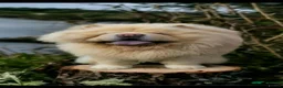 Siberian Husky dogs for sale: Fantastic chowski puppies 4 months old  - Advert 6