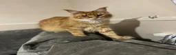 Maine Coon cats for sale: Active registered adult Mainecoon female  - Advert 7