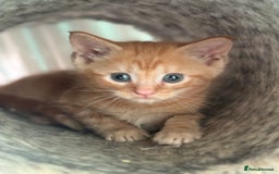 Maine Coon cats for sale: Adorable half mainecoon kittens for sale  - Image 7
