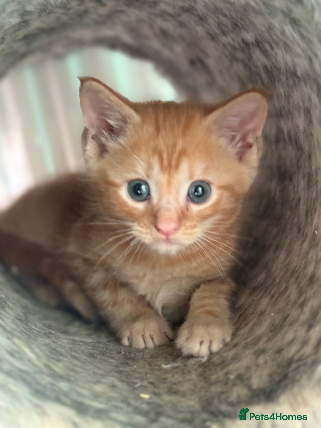 Maine Coon cats for sale: Adorable half mainecoon kittens for sale  - Image 7