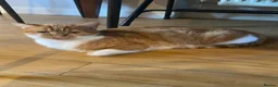 Mixed Breed cats for sale: Cute colourful kittens - Advert 1
