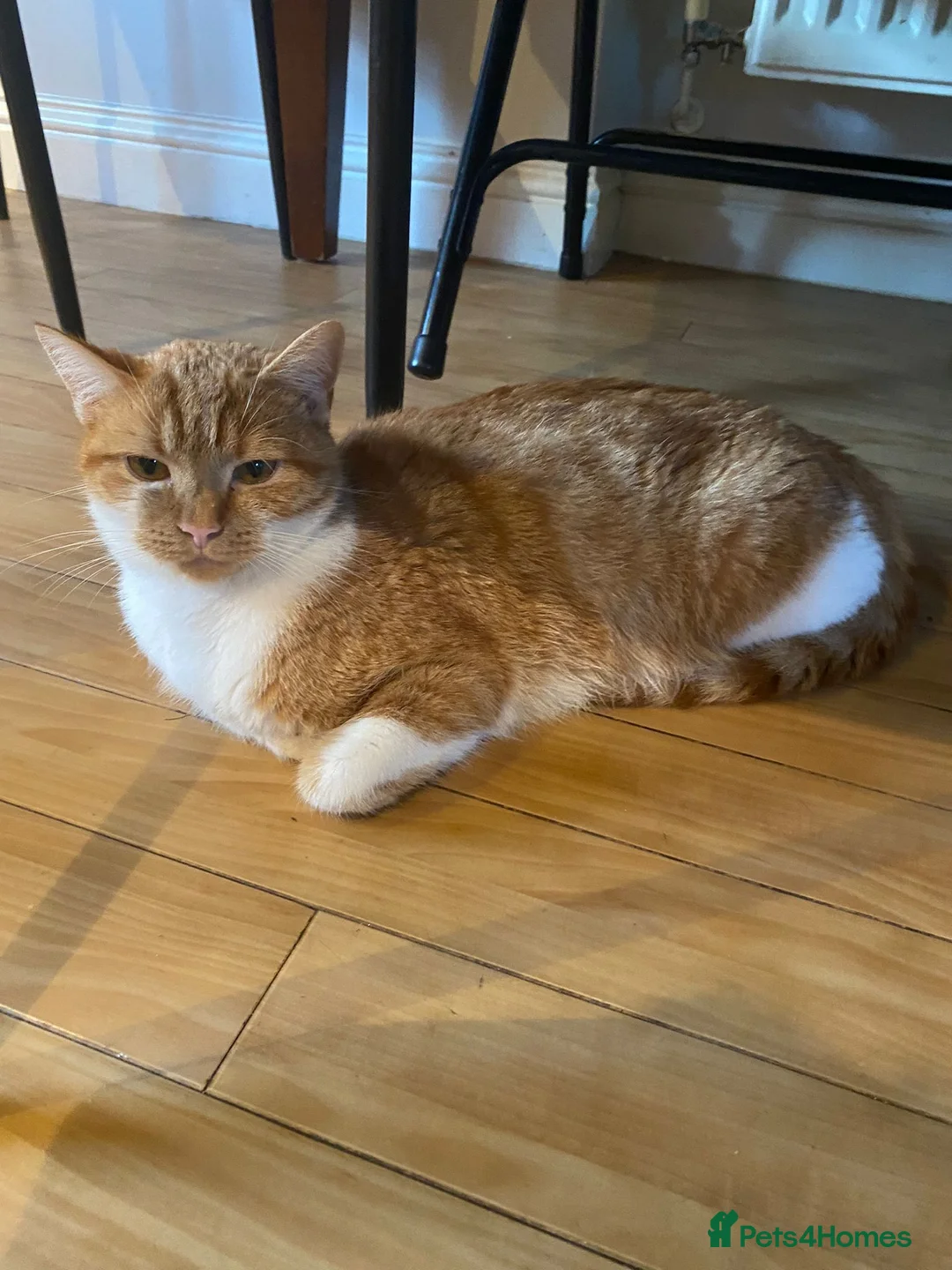 Mixed Breed cats for sale: Cute colourful kittens - Advert 1