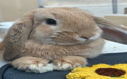 English Lop rabbits for sale: Bambino - Image 5