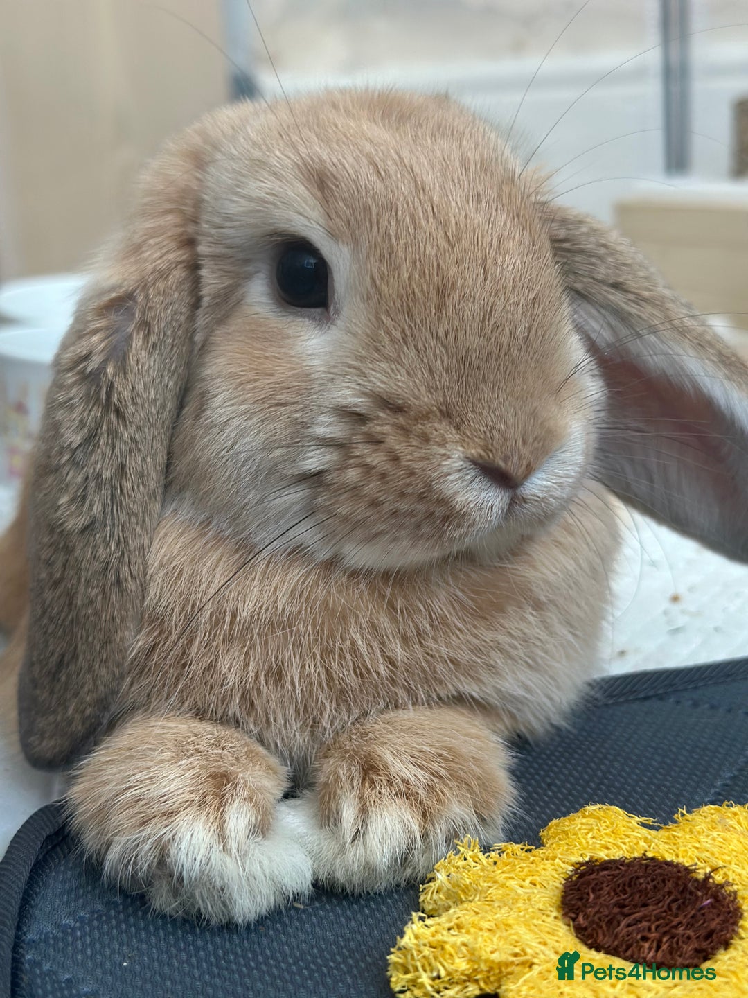 English Lop rabbits for sale: Bambino - Image 5