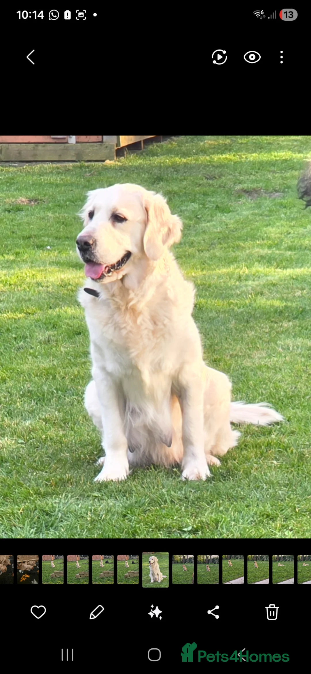 Golden Retriever dogs for sale: Beautiful  pedigree Golden Retreiver puppies in Leyland - Advert 14