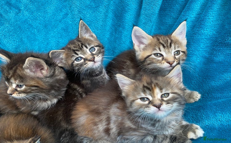 Maine Coon cats - Advert 3
