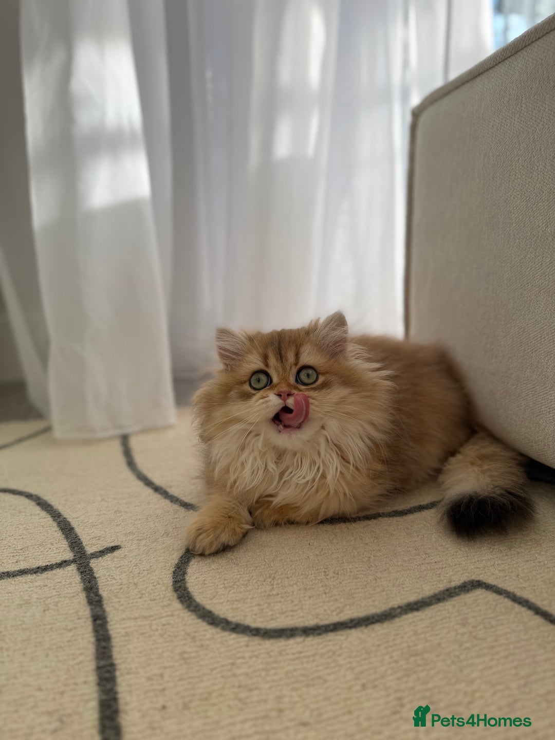 British Shorthair cats for sale: Golden British Longhair kitten  - Advert 7