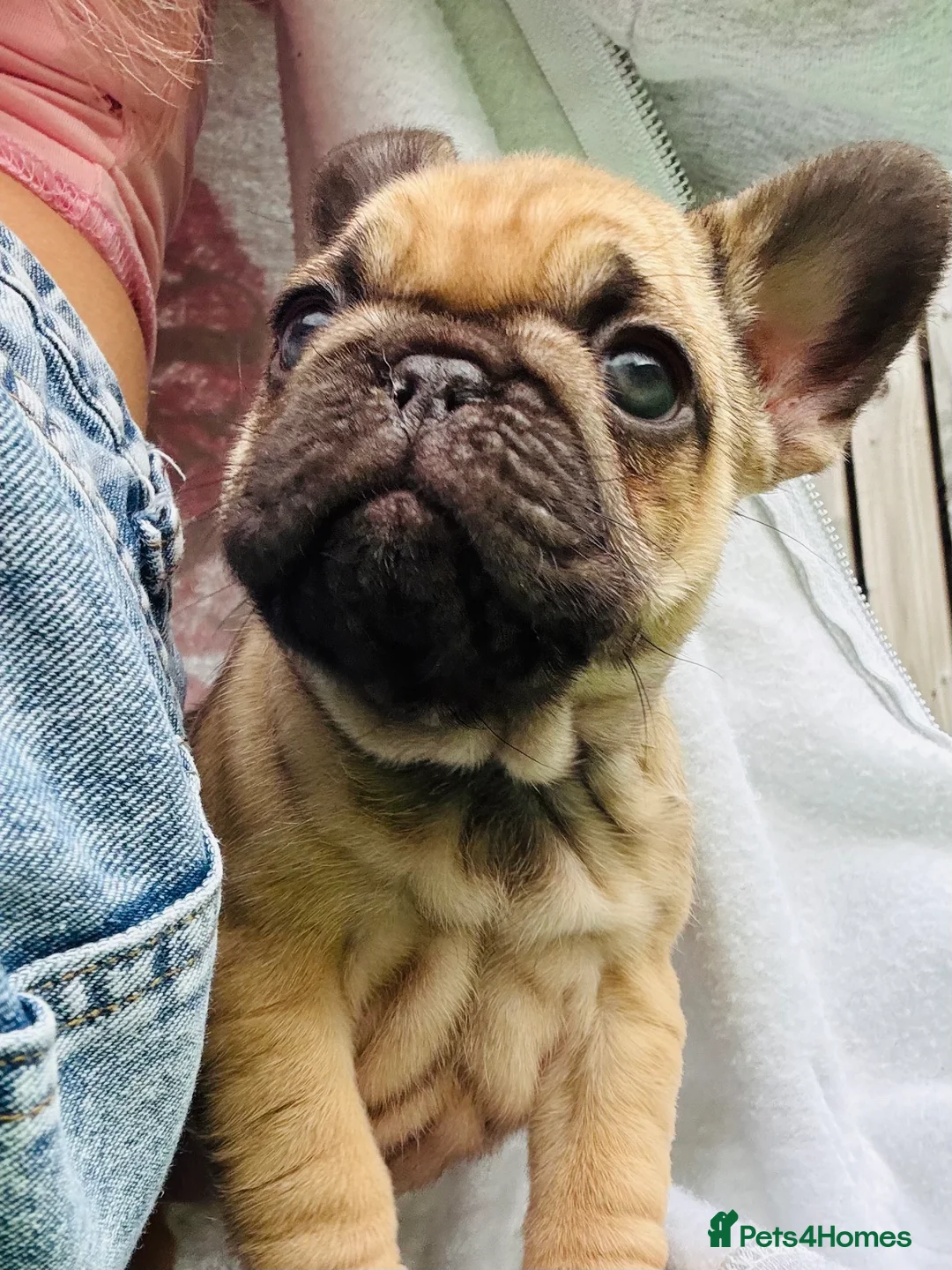 French Bulldog dogs for sale: French Bulldog Puppies - Fawn/Cream - Advert 25