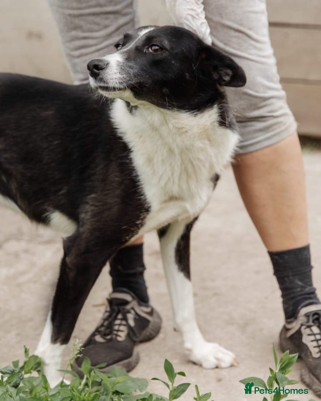Mixed Breed dogs for adoption: ❤️Zoria❤️- medium-sized 2-year-old sunny girl  - Advert 18