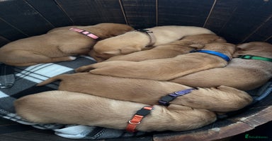 Labrador Retriever dogs - Advert 10