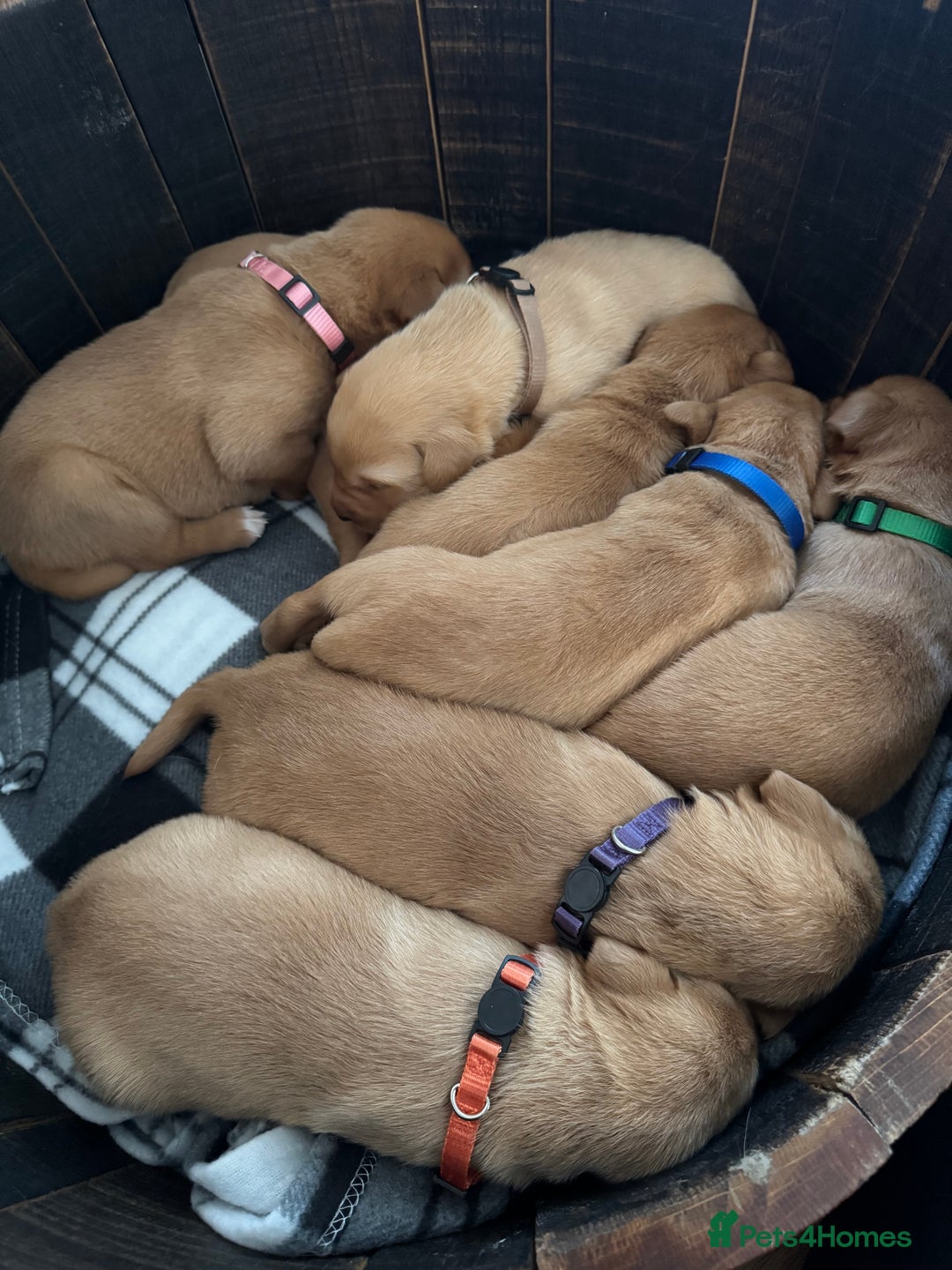 Labrador Retriever dogs for sale: Fox red Labrador puppy’s  - Image 2