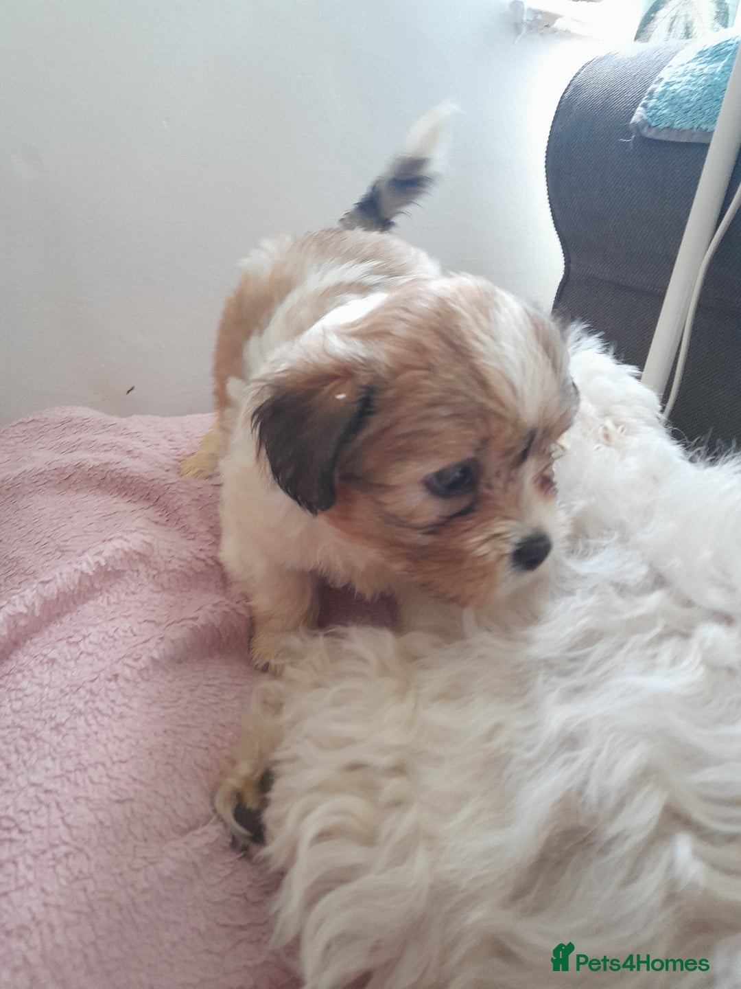 Mixed Breed dogs for sale: Jack Tzu  - Image 5