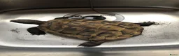 Tortoise reptiles for sale: Hermann tortoise - Advert 5