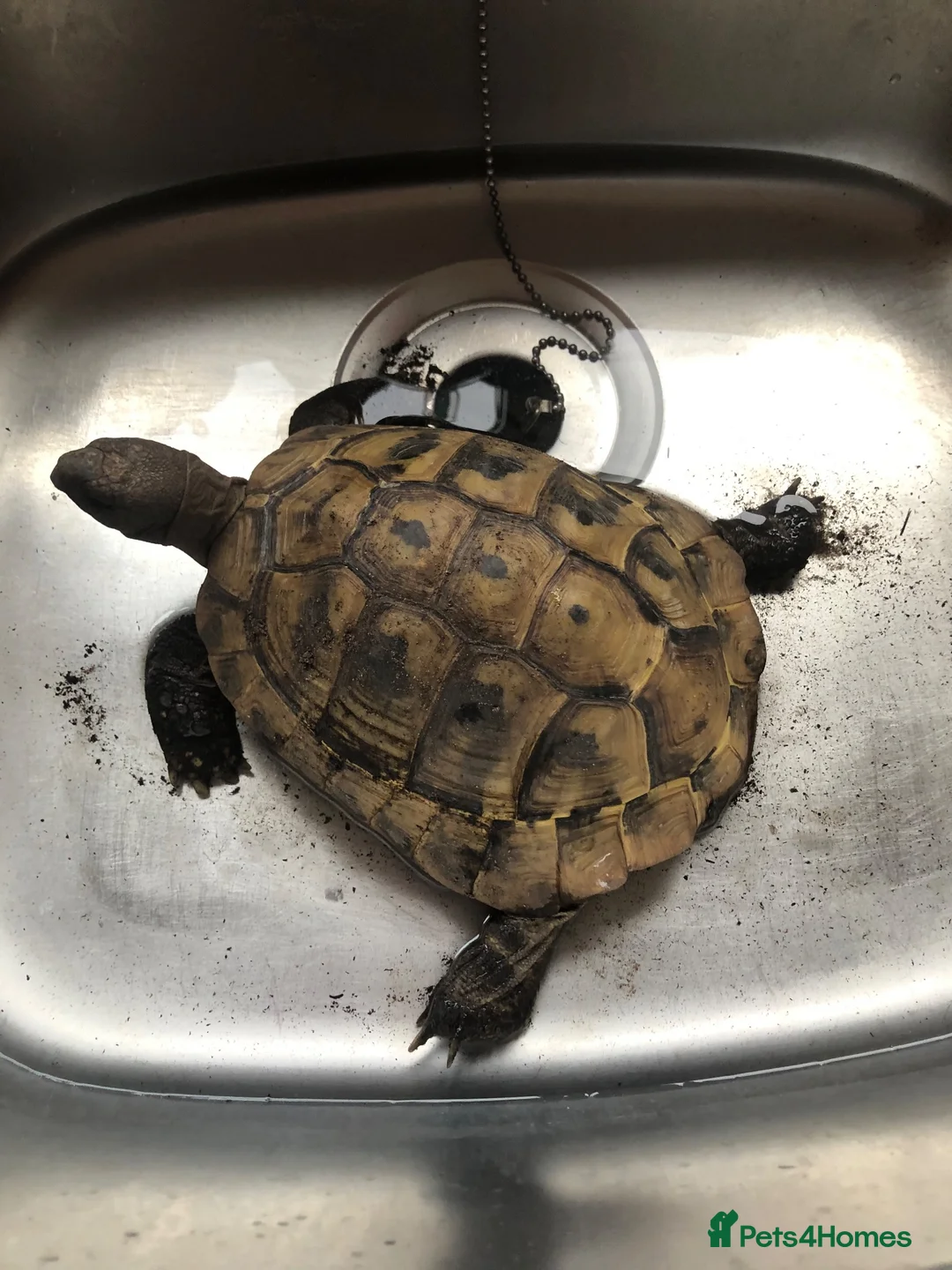 Tortoise reptiles for sale: Hermann tortoise - Advert 5