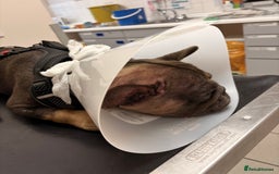 French Bulldog dogs for sale: 2 adorable French bulldogs - Advert 4