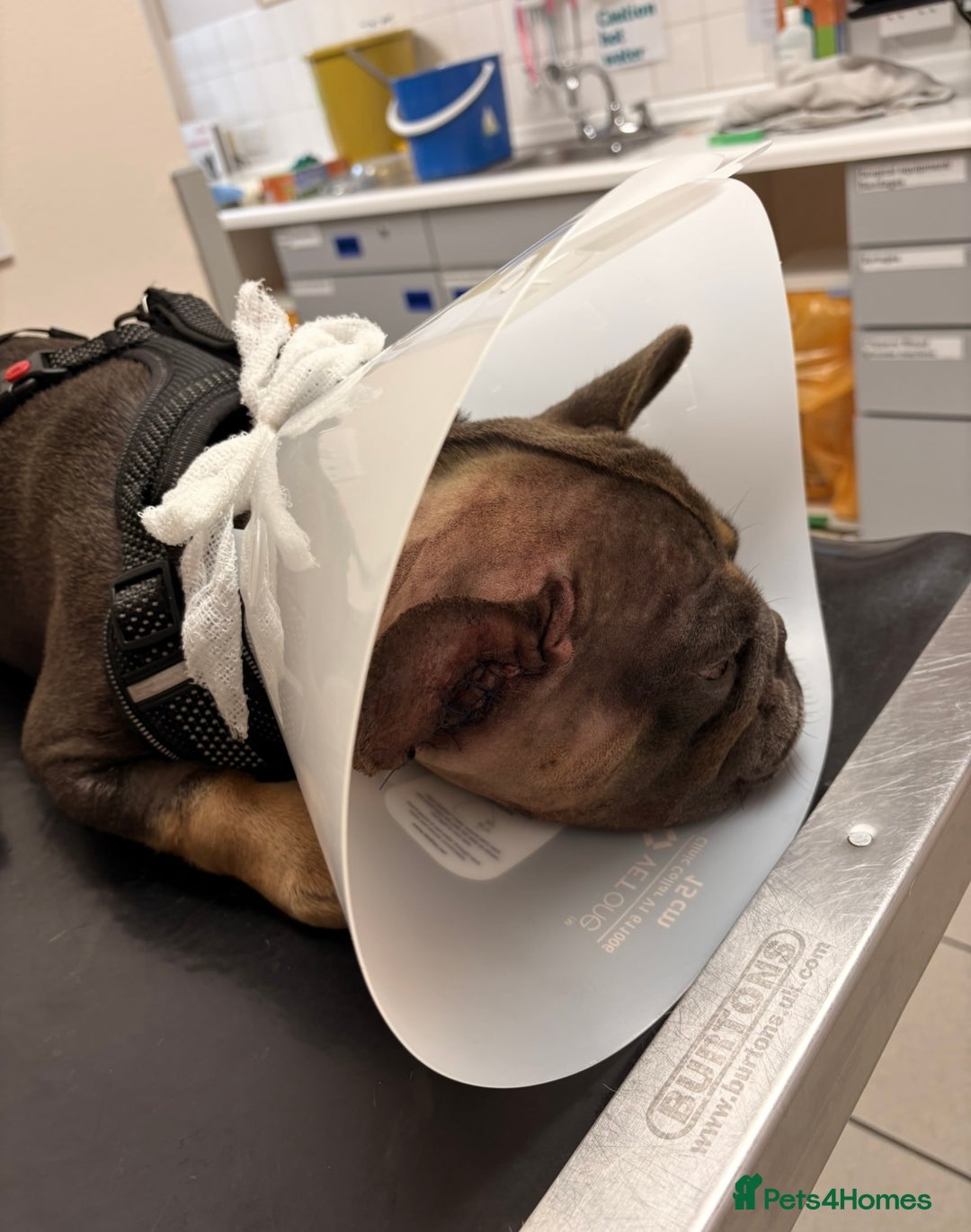 French Bulldog dogs for sale: 2 adorable French bulldogs - Advert 4