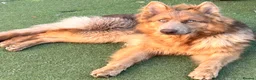 German Shepherd dogs for sale: Adult male German Shepherd  - Advert 4