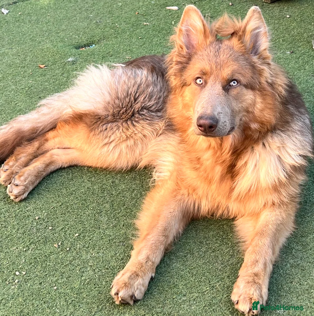 German Shepherd dogs for sale: Adult male German Shepherd  - Advert 4