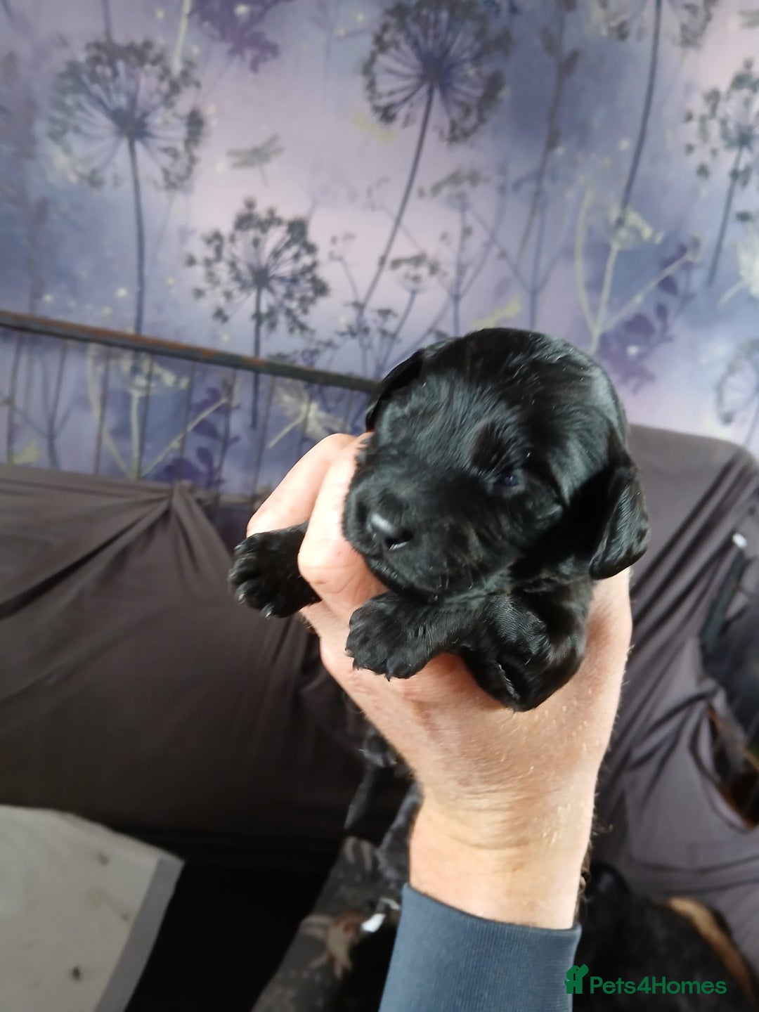 Cockapoo dogs for sale: Cockerpoos - Image 6
