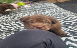 Mixed Breed dogs for sale: Lab Pei puppies  - Image 12