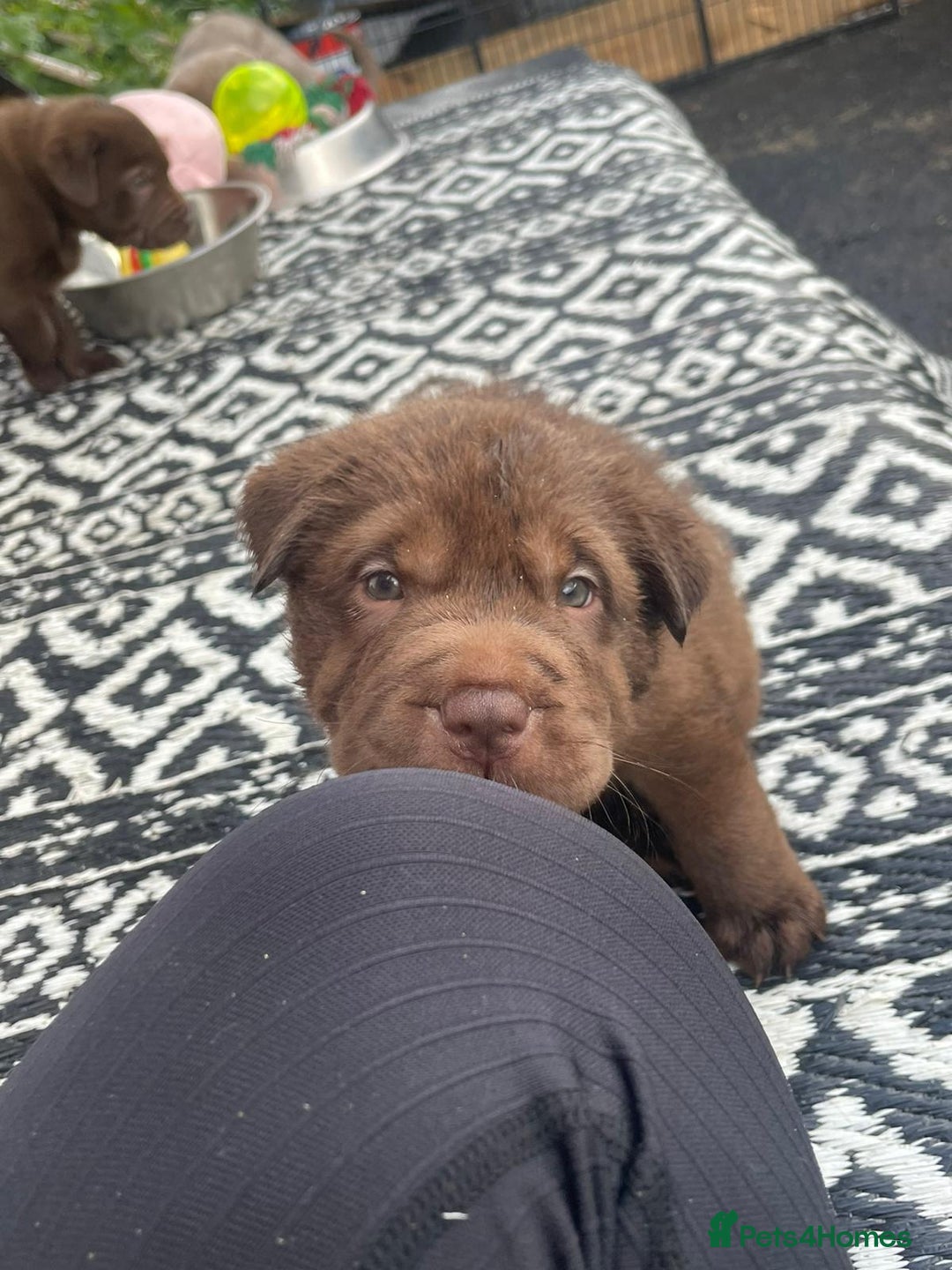Mixed Breed dogs for sale: Lab Pei puppies  - Image 12