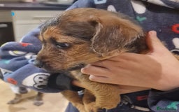 Mixed Breed dogs for sale: Beautiful Patterdale × Jack Chi Puppies - Image 4