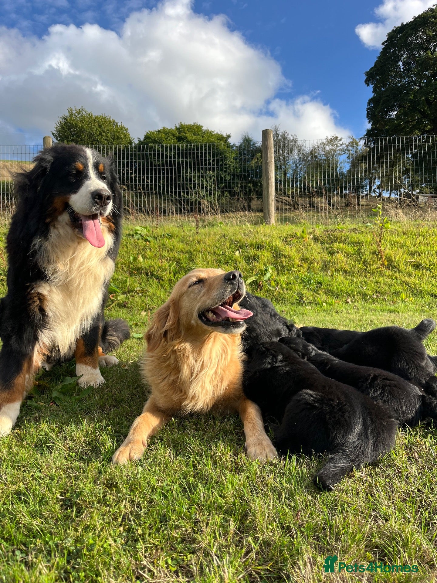 Bernese Mountain Dog dogs Beautiful Bernese Mountain Dog x Golden Retrievers - Advert 1