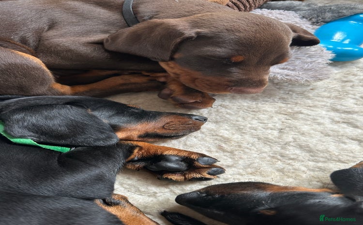 Dobermann dogs - Advert 2