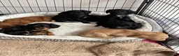 Cockapoo dogs for sale: F2 Cockapoo Puppies - Home Bred - Advert 10
