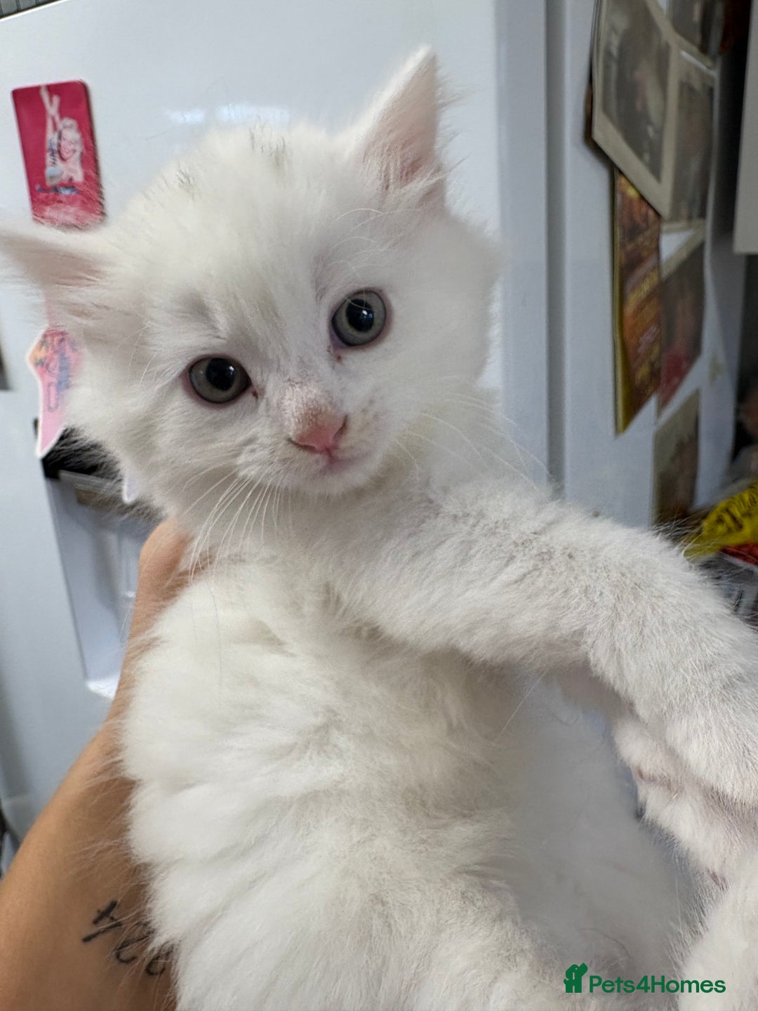 Brazilian Shorthair cats for sale: Kittens for sale - Image 4