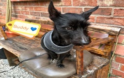 Mixed Breed dogs for adoption: 💙🐶 BUDDY 🐶💙 - Image 1