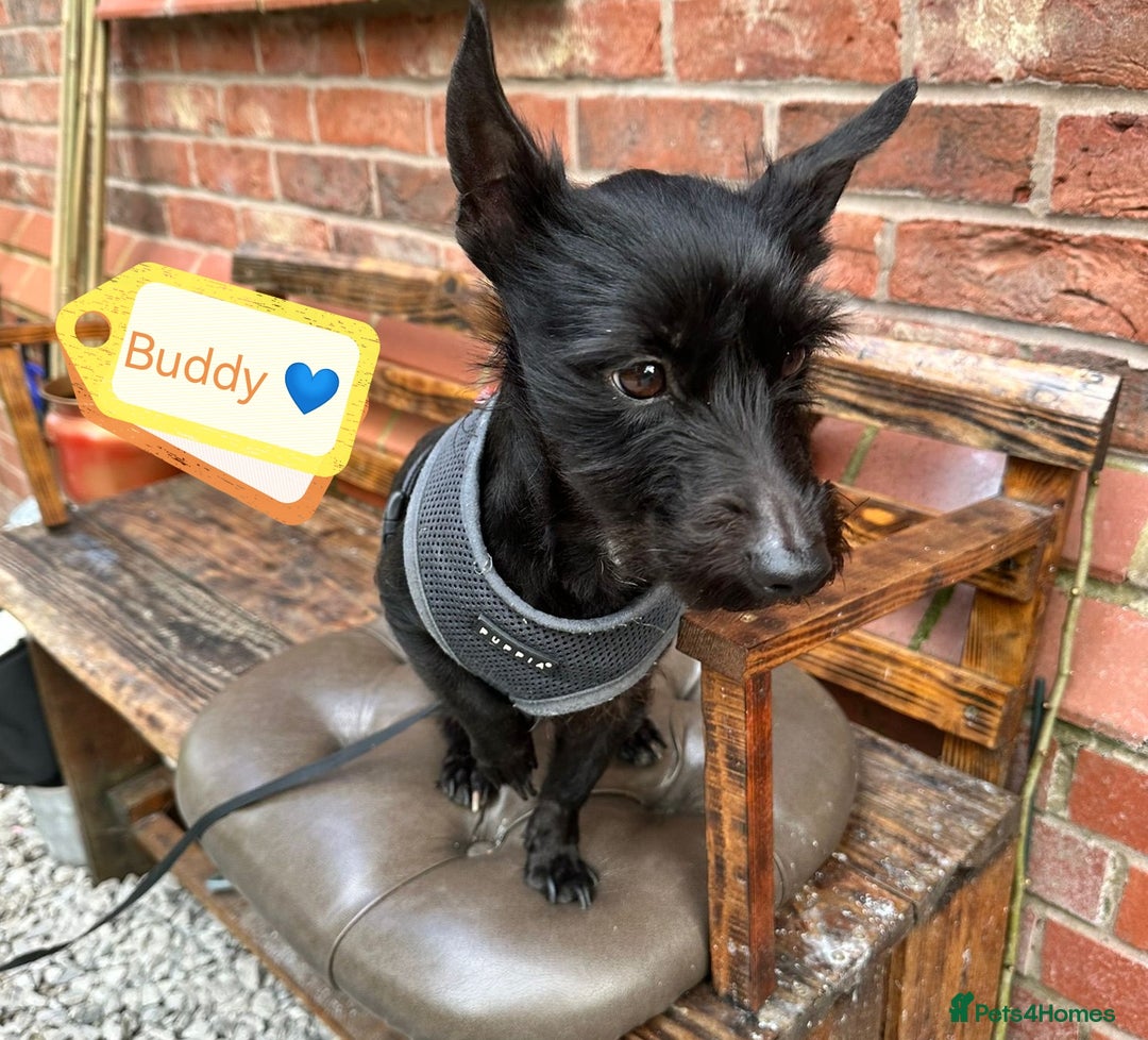 Mixed Breed dogs for adoption: 💙🐶 BUDDY 🐶💙 - Image 1