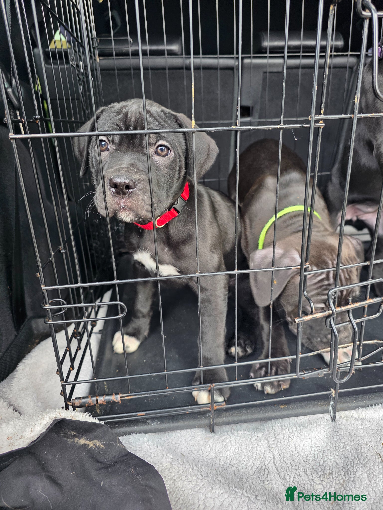 Mixed Breed dogs Cane corso X Staffy - Advert 7