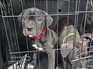 Mixed Breed dogs Cane corso X Staffy - Advert 7