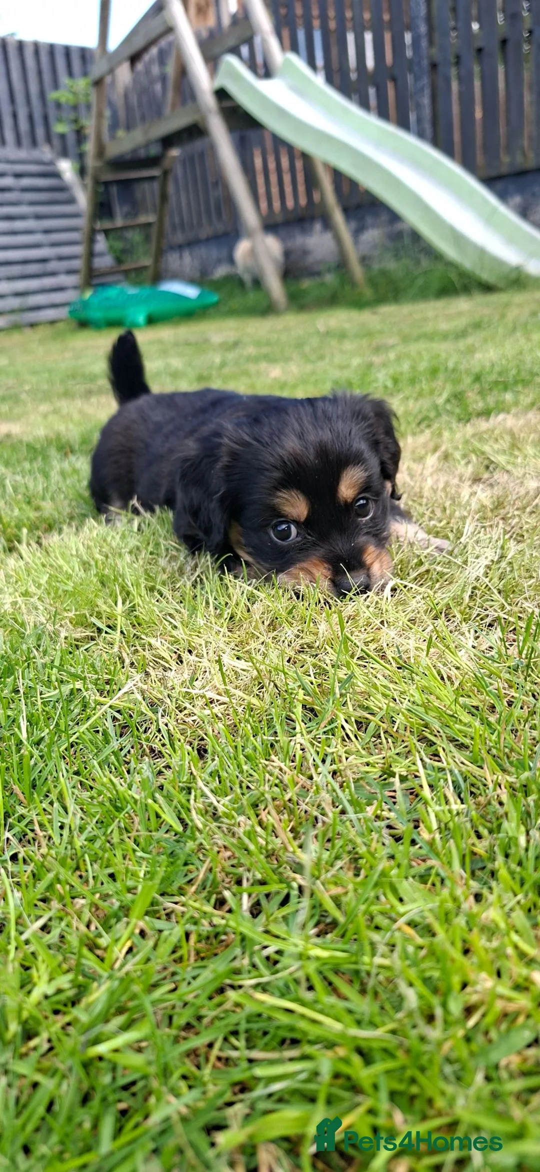 Mixed Breed dogs for sale: Cockerpom puppys 🐶 - Advert 2