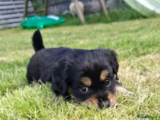 Mixed Breed dogs Cockerpom puppys 🐶 - Advert 2
