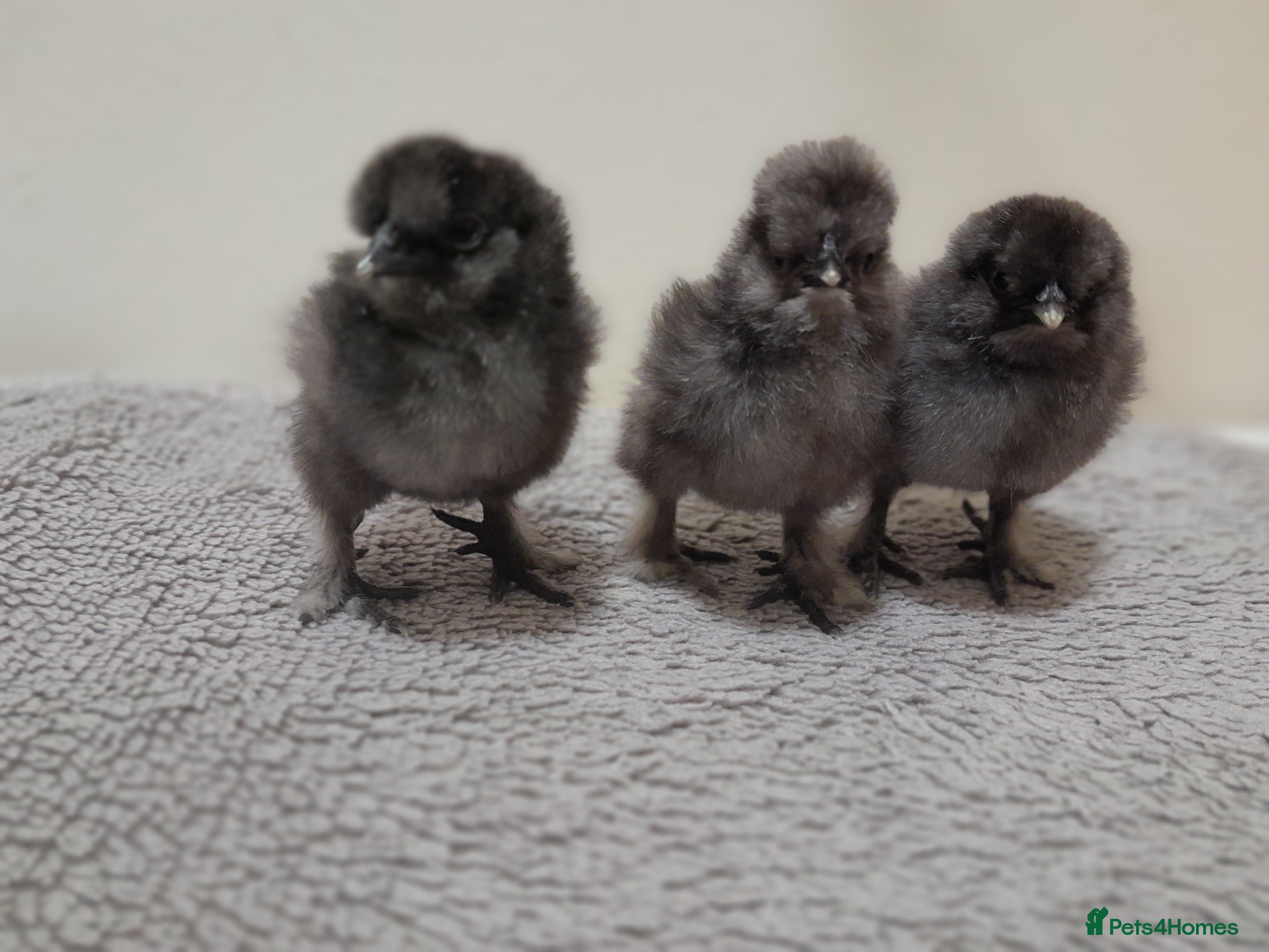 Chickens poultry Beautiful Black Silkie Chicks - Advert 1