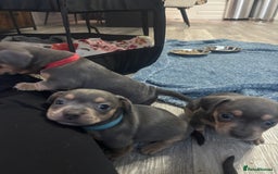 Mixed Breed dogs for sale: French- wieners ❤️ - Image 11