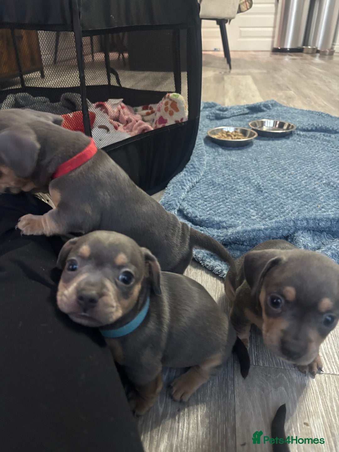 Mixed Breed dogs for sale: French- wieners ❤️ - Image 11