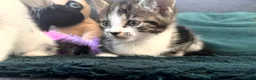 Mixed Breed cats for sale: 3 Beautiful Tabby & White Kittens - Advert 5