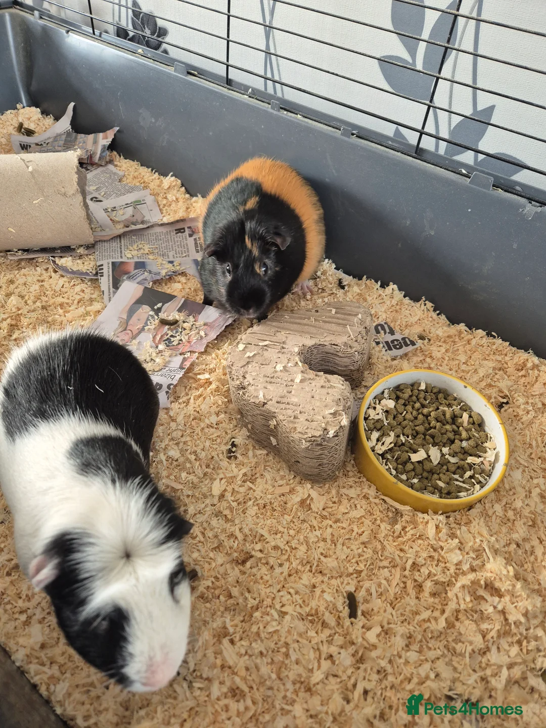Guinea Pig rodents for sale: 2 male guinea pigs - Advert 6